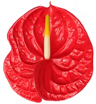 Anthuriums